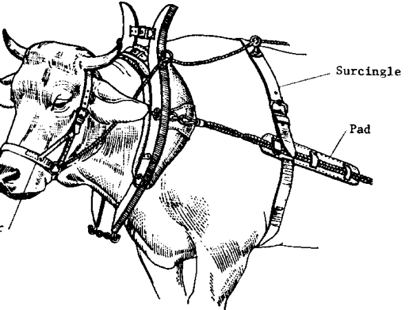 Mortgaging our lives